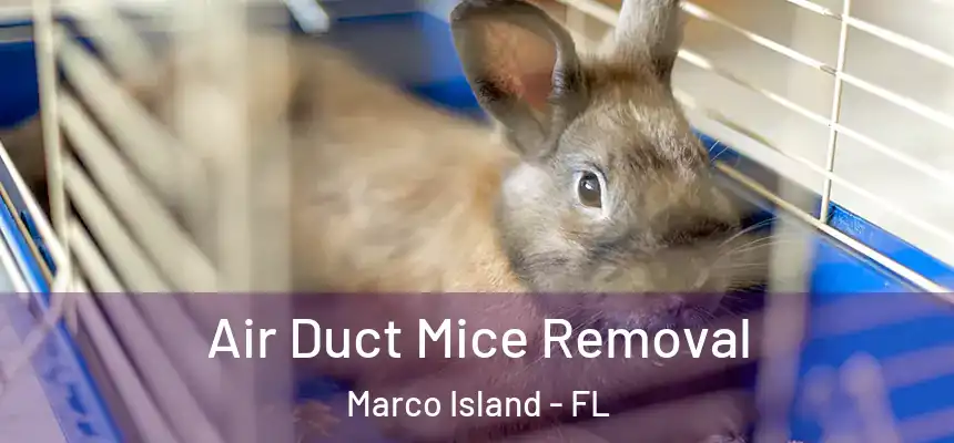 Air Duct Mice Removal Marco Island - FL
